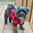 A lovely dog wearing buffalo red plaid flannel shirt