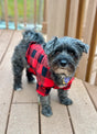 A lovely dog wearing buffalo red plaid flannel shirt