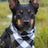 Dog wearing a patterned bandana