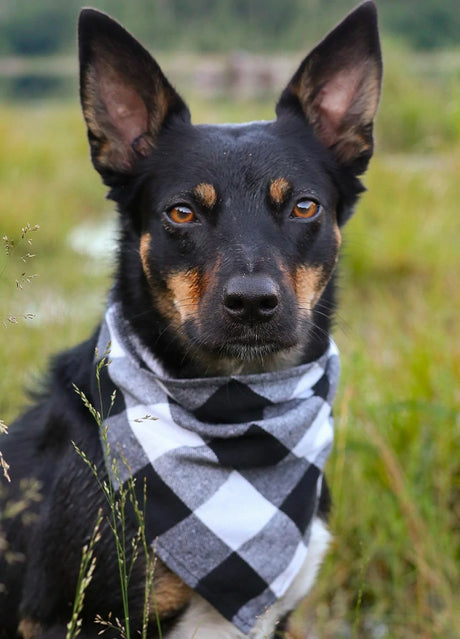 Dog wearing a patterned bandana