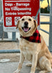 Patterned Bandana for Pets