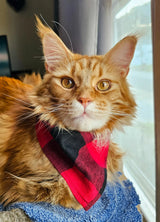 Patterned Bandana for Pets